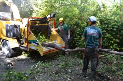 tree services Western Springs